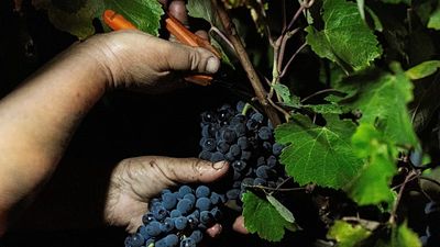 Night-time grape harvest is Alentejo estate's answer to extreme heat