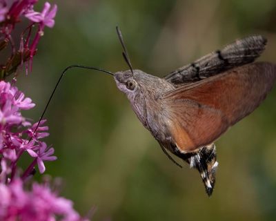 Big-eyed bugs and praying mantises: climate crisis drives new visitors to UK shores