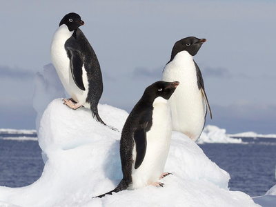 In 2018, NASA satellite images of penguin guano sent researchers to Antarctica's Danger Islands, where they found more than 1.5 million Adélie penguins