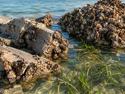 In 2003, Florida reused 6,000 tons of concrete rubble in Pensacola Bay: The material helped build a 7-acre oyster reef, and seagrass later spread to 2.5 acres