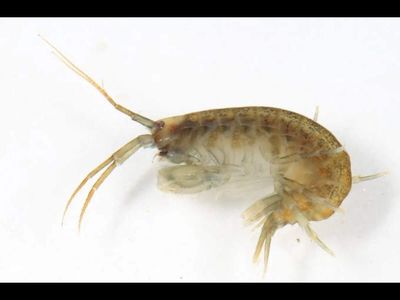 How did demon shrimp from the Caspian Sea reach England waterway? Conservationists raise 'threat to local species' alarm