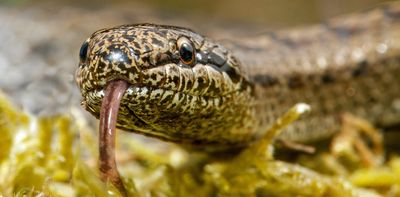 A new venomous British snake? Why there’s no need to panic