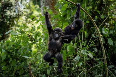 Ugandans plant trees near national park to keep people out of gorillas’ habitat