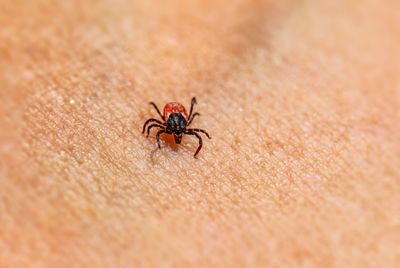 People with Lyme Antibodies Were Over Four Times as Likely to Carry Antibodies to Other Tick-Borne Germs