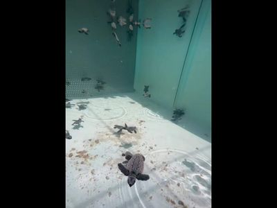 Florida Keys homeowner shocked to find 64 baby turtles in backyard pool trapped in chlorinated water : The surprising reason they took a wrong turn