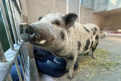 Honey the 100-pound pig finds forever home after shelter appeal