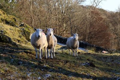 Activists found guilty of stealing King’s lambs from Sandringham