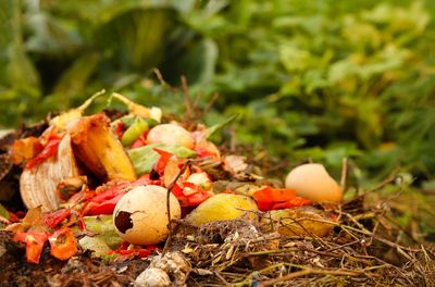 8 Kitchen Scraps That Actually Belong in the Compost — And 5 That Don’t