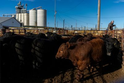 US reopens New Mexico livestock port after yearlong screwworm closure