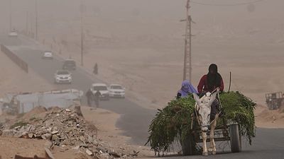 West Bank herders use donkeys and trenches to move milk at night