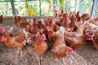 USDA Proposes Cutting Bird Flu Import Waiting Period From 90 Days to 28 Days