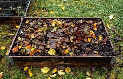 Raking Every Leaf Out of Your Garden? You May Be Throwing Away Free Mulch