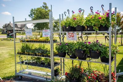That Half-Dead Clearance Plant Is $3 — How Do You Know If It Can Be Saved?