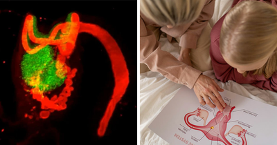 This Female Body Part Was Deemed Useless And Erased From Textbooks, Now Scientists Say They Got It Wrong