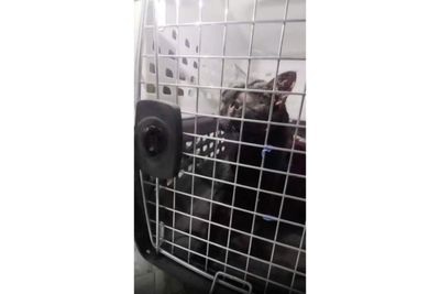 'Catman' to the rescue, as man pulls stuck Long Island pet to safety after long ordeal