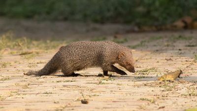 Lizard Numbers Disputed: predator-free Buck Island now holds 1,000+; scientists contest 10,000 claim