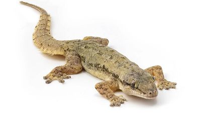 Gecko Rediscovered After Eradication: study finds distinct Rábida lineage; DNA vouchers aid conservation