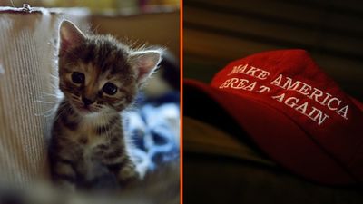 NYC kitten rescue explains its ‘No MAGA’ adoption policy as PETA calls to scrap the ban
