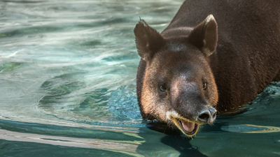 In 1977, Los Angeles Zoo recorded the first mountain tapir birth after breeding three species