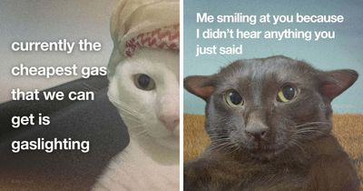 87 Relatable Cat Memes That Might Make You Say “Honestly, Same”
