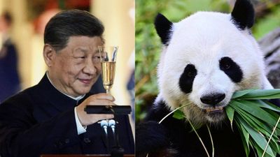 China's panda diplomacy: How Beijing uses exclusive animal to reinforce soft power