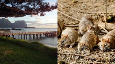 Rodent Eradication Spurs Recovery: Lord Howe Island study finds insects up 60%; lost species return