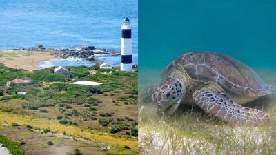 Rat Eradication Boosts Wildlife: Conservationists clear Dog Island rats; seabirds and turtles rebound