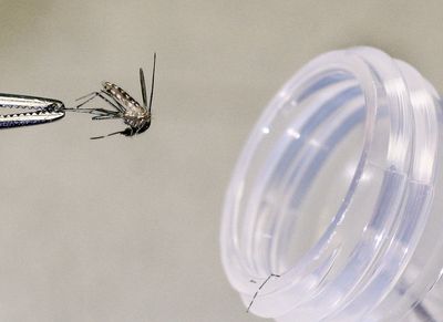Adult Under 50 Dies of Severe West Nile Illness, Marking Stanislaus County's First Death of 2026
