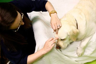 Dogs learn to understand humans in similar way to babies – here’s how
