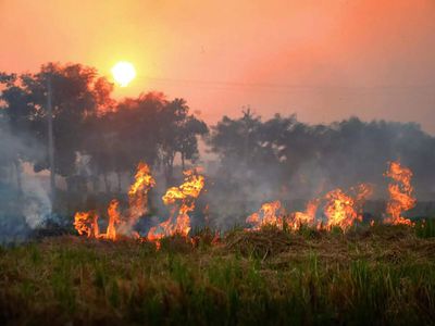 Haryana cuts stubble fires by 91 pc since 2021; steps up air pollution measures ahead of winter