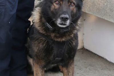 Police K-9 shot and killed on its final shift before retirement
