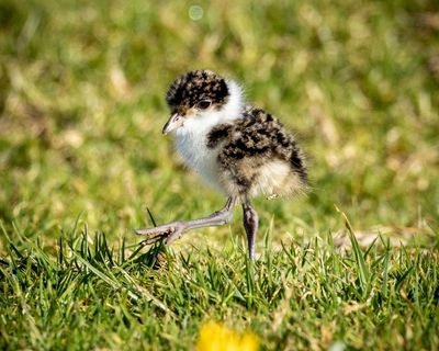 I saw pedestrians swear at plovers when they swooped. But I admired the birds