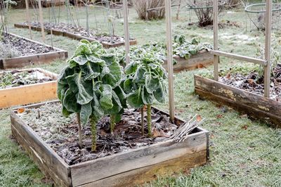 Your Raised Bed Is Empty — Should You Cover It Before Winter?