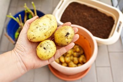 7 Vegetables You Can Still Plant in Fall for One More Cheap Harvest