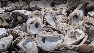 Discarded oyster shells from restaurants are being recycled to rebuild oyster reefs in the Gulf of Mexico