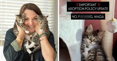 Nonprofit Under Fire After Refusing To Let Specific Group Of People Adopt Kittens: “How Did They Know?”