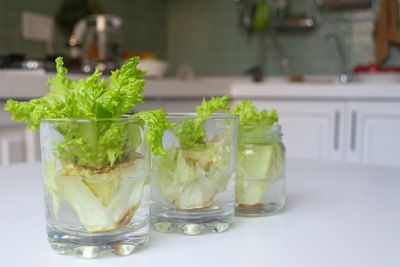 We Regrew Lettuce From the Stump — Did It Produce Enough to Be Worth It?