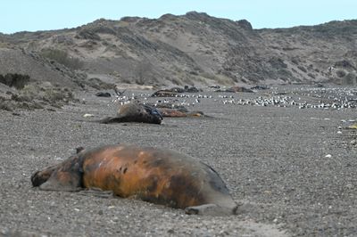 Why Hundreds of Baby Whales Are Dying in Patagonia — What Scientists Know So Far
