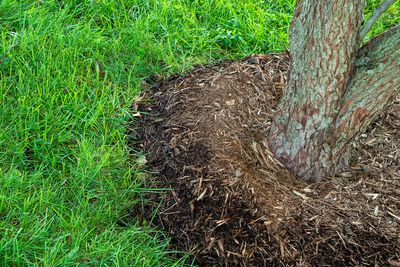 You’re Mulching Too Deep — And It Could Slowly Kill Your Trees