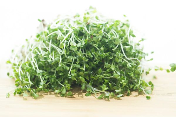 Salmonella outbreak tied to broccoli sprouts grows with more falling ill