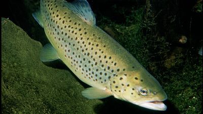 Yellowstone Lake Trout Suppression: Gillnetting cuts invaders up to 90%; disease still threatens recovery