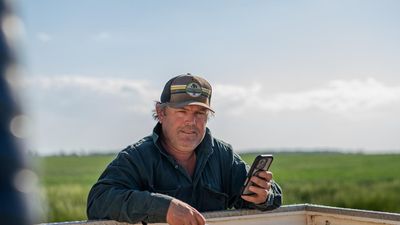 Hey Farm Assistant: farmers adding AI to their toolkits