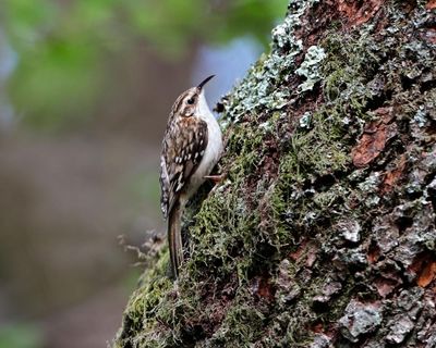 Country diary: I’m virtually living in the woods now. Wildlife is everywhere