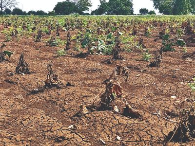 Maharashtra Govt declares 265 of 358 talukas drought-affected