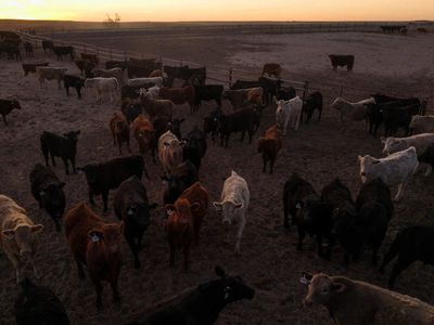 US immigration crackdown hits Kansas, disrupts beef processing