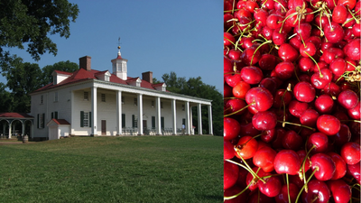 Cellar Bottle Discovery: archaeologists find preserved cherries; purpose remains uncertain
