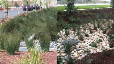 Green Plan Cuts Sewage Overflows: Rain gardens soak up stormwater; model for climate-hit cities