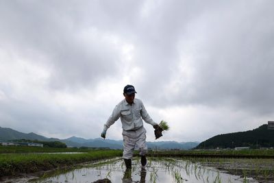 How Japan went from a rice shortage to a rice surplus in two years, as climate change, tourism, and a U.S. trade fight collided