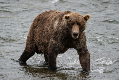 Fat Bear Week should be every week