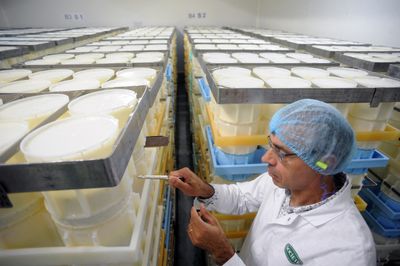 Graziers Raw Milk Cheese Recalled After E. coli Sickens 13 in Nine States, Three with Kidney Complications
